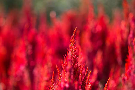 red flowers in gardenの写真素材