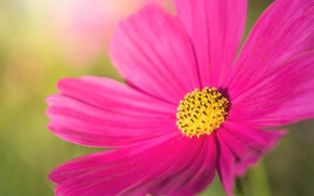 background with flowersの写真素材