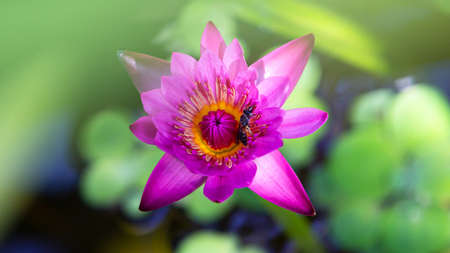 bee on purple lotus flower