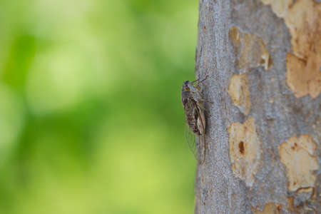 Cicada on tree
