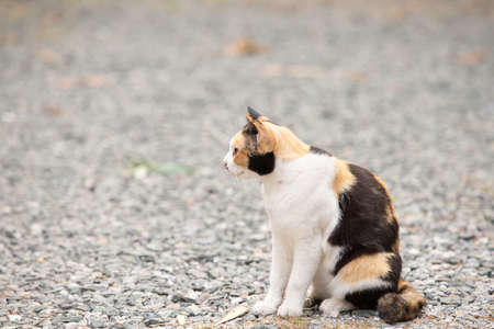 portrait cat in the gardenの写真素材