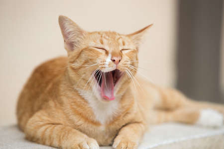 portrait of a orange catの写真素材