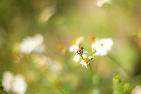 Bee on white flower in the garden, soft focus and shallow DOF.