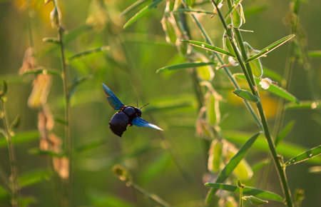 Blue bug on the grass in the morning. Close up.の写真素材