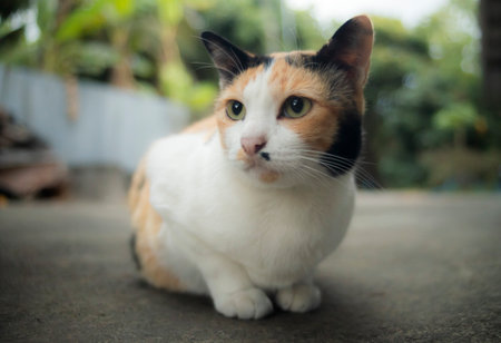 Tricolor cat sitting on the floor in the garden, selective focusの写真素材
