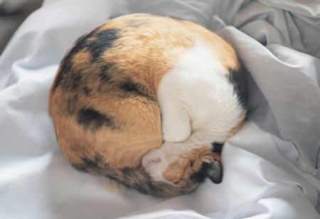 Cute cat sleeping on the white bed in the morning, stock photoの写真素材