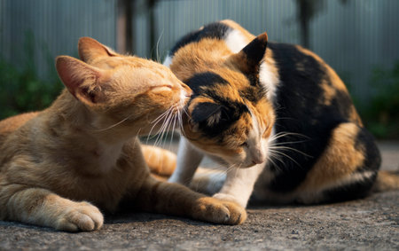 Two cats are playing together on the street. Selective focus.の写真素材
