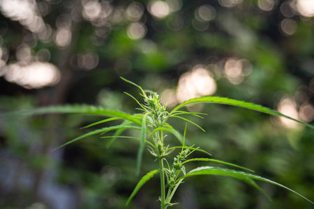 Cannabis plant with green leaves in the light of the sunの写真素材