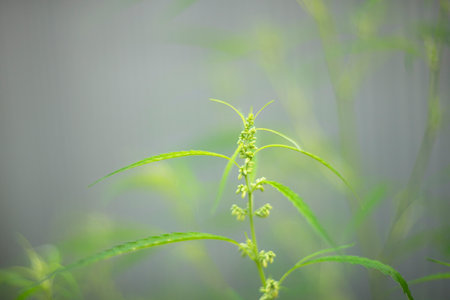 Cannabis plant with flowers and leaves. Growing medical cannabis.の写真素材