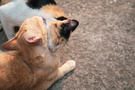 Cute cats are playing together in the park. Selective focusの写真素材