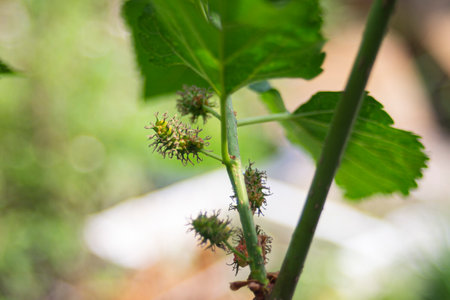 Mulberries on a tree in the gardenの写真素材