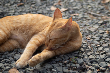 Cute ginger cat is sleeping on the ground in the garden.の写真素材