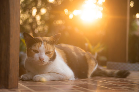 Cat relaxing on the floor in the garden at sunset, Thailand.の写真素材