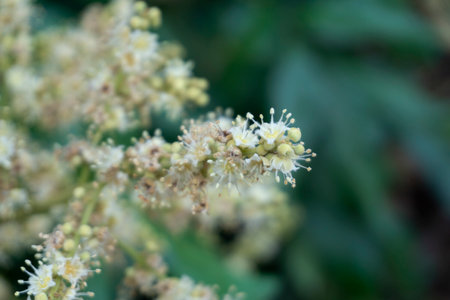 Close up of the flowers of Longan, Longan tree.