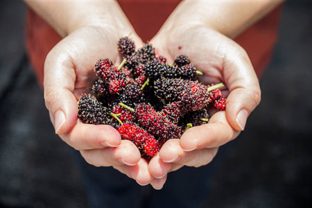 Mulberry tree branch with ripe berries in woman's hand.の写真素材