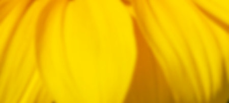 Blurred yellow sunflower petals as a background, close upの写真素材