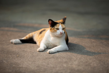 Cute cat lying on the floor in the park, Thailand.の写真素材