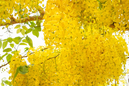 Cassia fistula or Golden Shower Tree in garden, Thailand.の写真素材