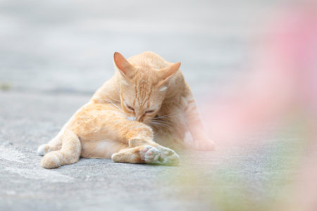 Orange cat lying on the floor with pink flower background, selective focusの写真素材