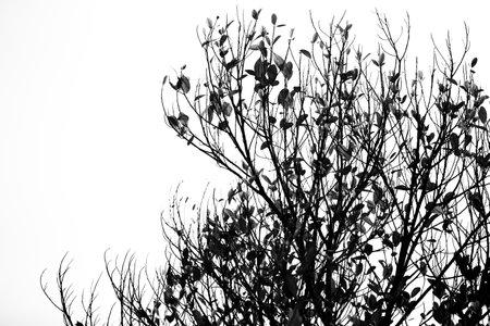 Black and white image of tree branches with leaves in the morning.の写真素材
