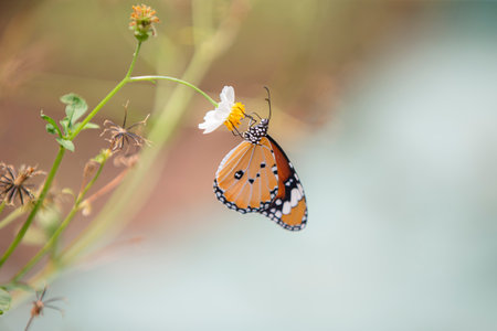 Butterfly on the flower in the garden, nature background.