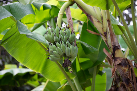 banana tree in the gardenの写真素材
