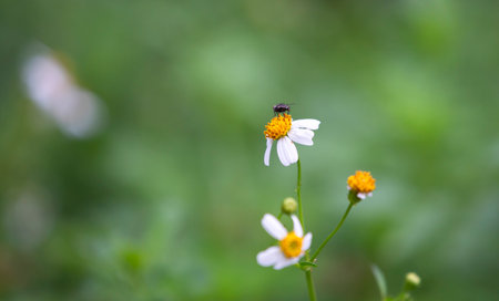 Fly on white flower in the meadow with green nature background.の写真素材
