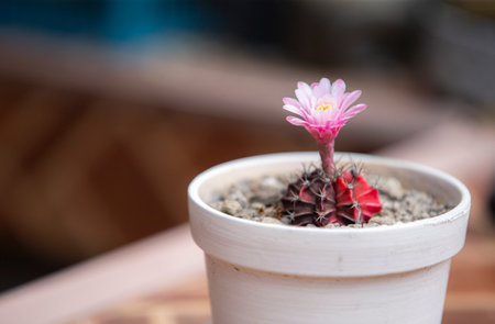 Cactus flower in pot on wooden table. (Soft focus)の写真素材