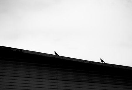 Black and white photo of a group of birds sitting on the roofの写真素材