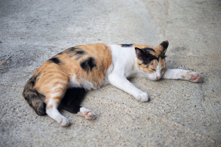 Thai cat sleeping on the cement floor. (Selective focus)の写真素材