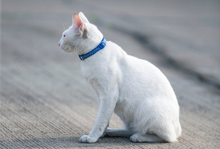 Thai white cat sit on the ground and look at something.の写真素材