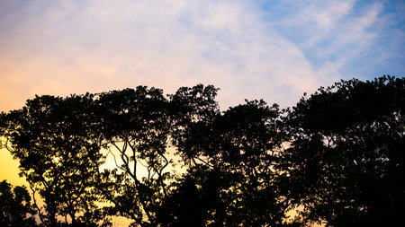 Silhouette of trees at sunset in the forest, Thailand.の写真素材