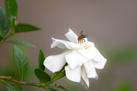 White flower with bee in the garden. Shallow depth of fieldの写真素材