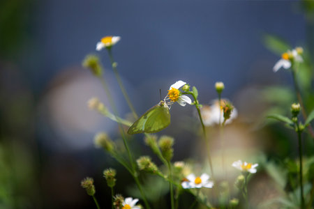 Butterfly on daisy flower in the garden. Selective focusの写真素材