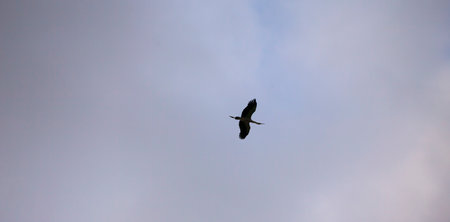 bird flying in the blue sky, closeup photo with selective focus