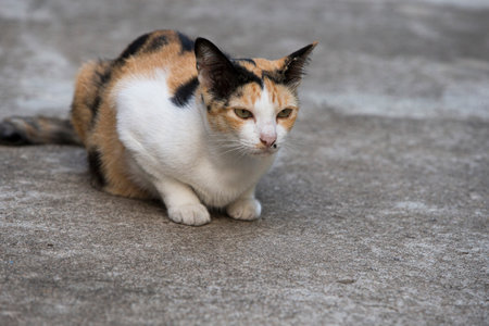 Tricolor cat sitting on the cement floor, Thai cat.の写真素材