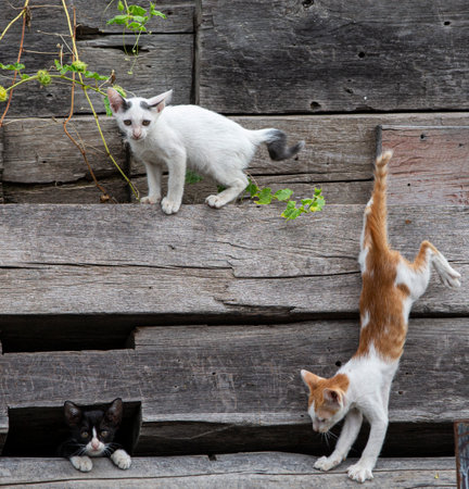 Two cats on a wooden wall in the village. Cute petsの写真素材