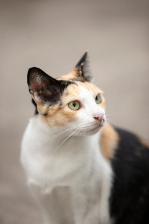 Portrait of a calico cat with green eyes on the streetの写真素材