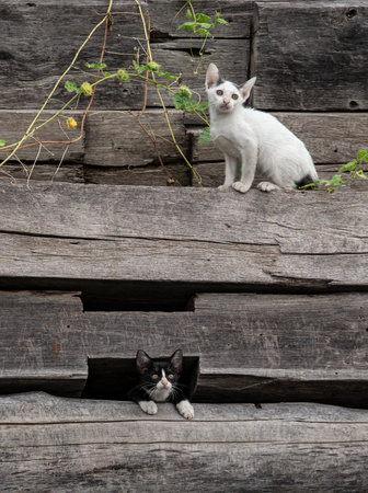 Cat and cat sitting on the wooden stairs with green leaves background.の写真素材