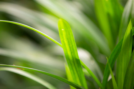 Close up of pandan leaf with selective focus and bokeh.の写真素材