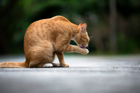 Cute orange cat playing on the road in the public park.の写真素材
