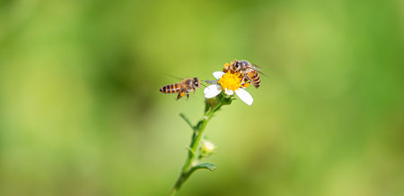 Bee on a flower in the garden. Shallow dof.の写真素材