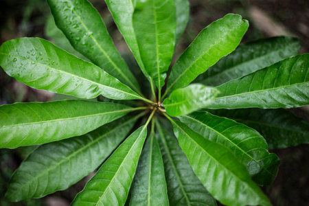 Close up of green leaves with rain drops on it. Natural background.の写真素材