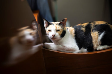 Tricolor cat sleeping on the table at home. Selective focus.の写真素材