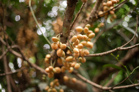 Close up of Baccaurea Ramiflora Lour on the tree in the garden, Thailand.
