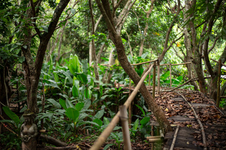 wooden walkway in the jungle, nature trail in the forest