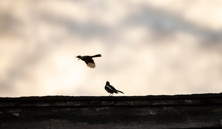Two magpie birds on the roof of an old house at sunsetの写真素材