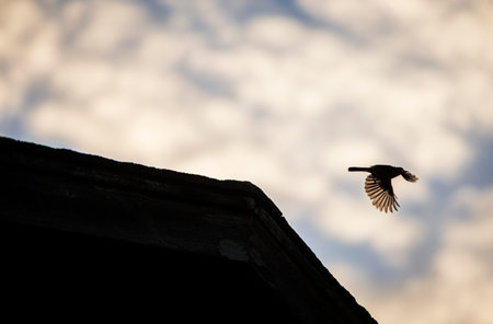 Silhouette of a bird flying over the roof of a houseの写真素材