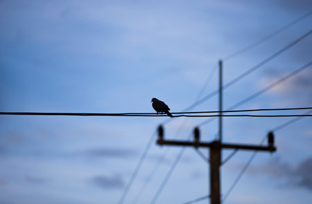 Silhouette of a bird sitting on a wire against a blue skyの写真素材