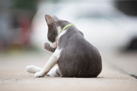Cute cat sit on the floor in the park, Thailand.の写真素材